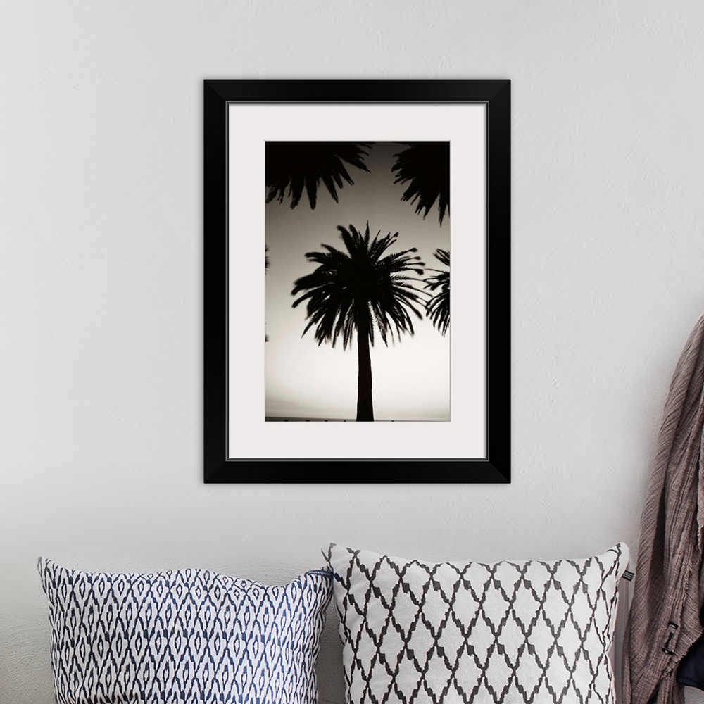 A bohemian room featuring Silhouetted palm tree centered between other palm tree tops at dusk