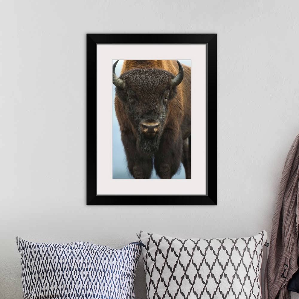 A bohemian room featuring Wood Bison Bull Standing At Alaska Wildlife Conservation Center, Southcentral Alaska