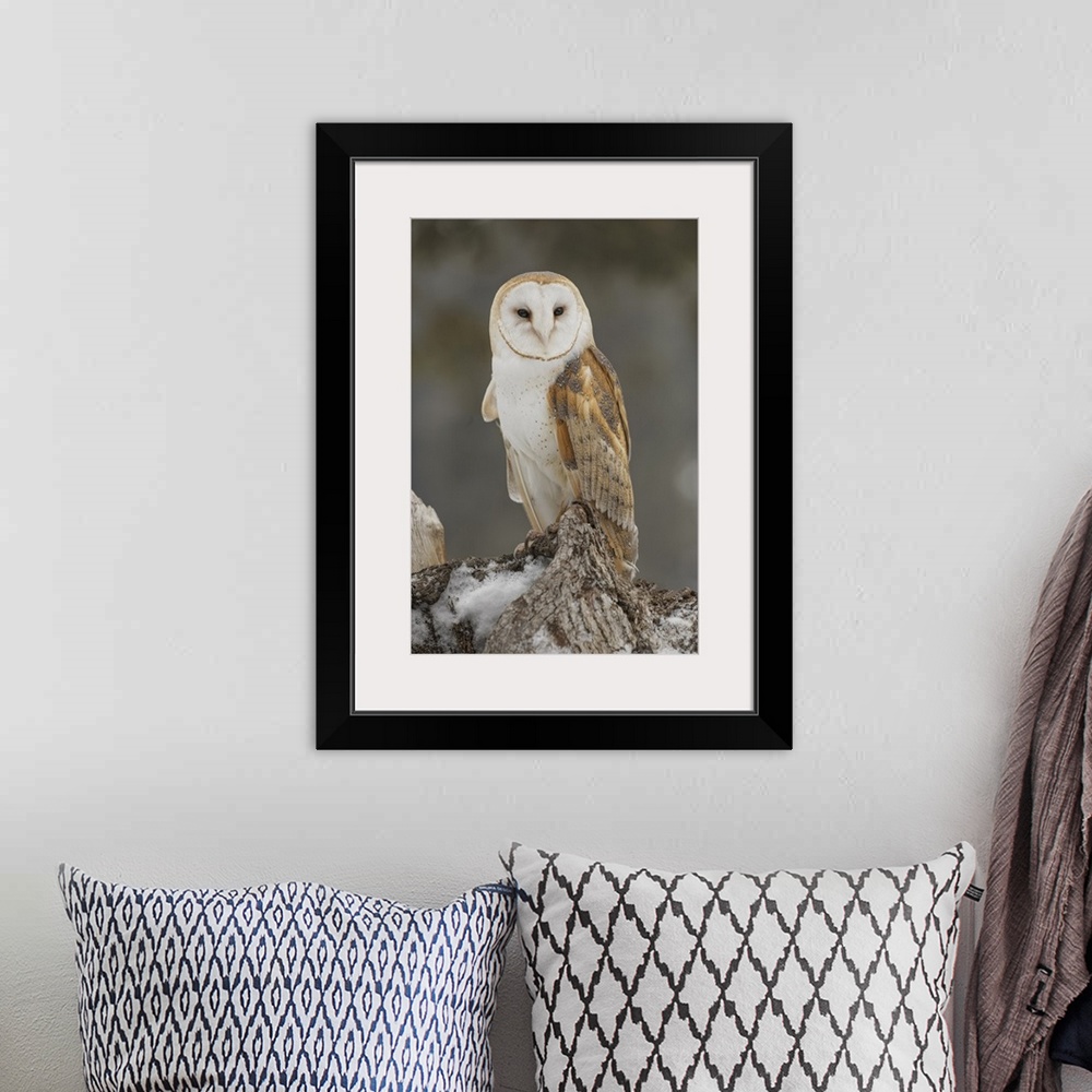 A bohemian room featuring Barn owl, Tyto alba, controlled situation, Montana.