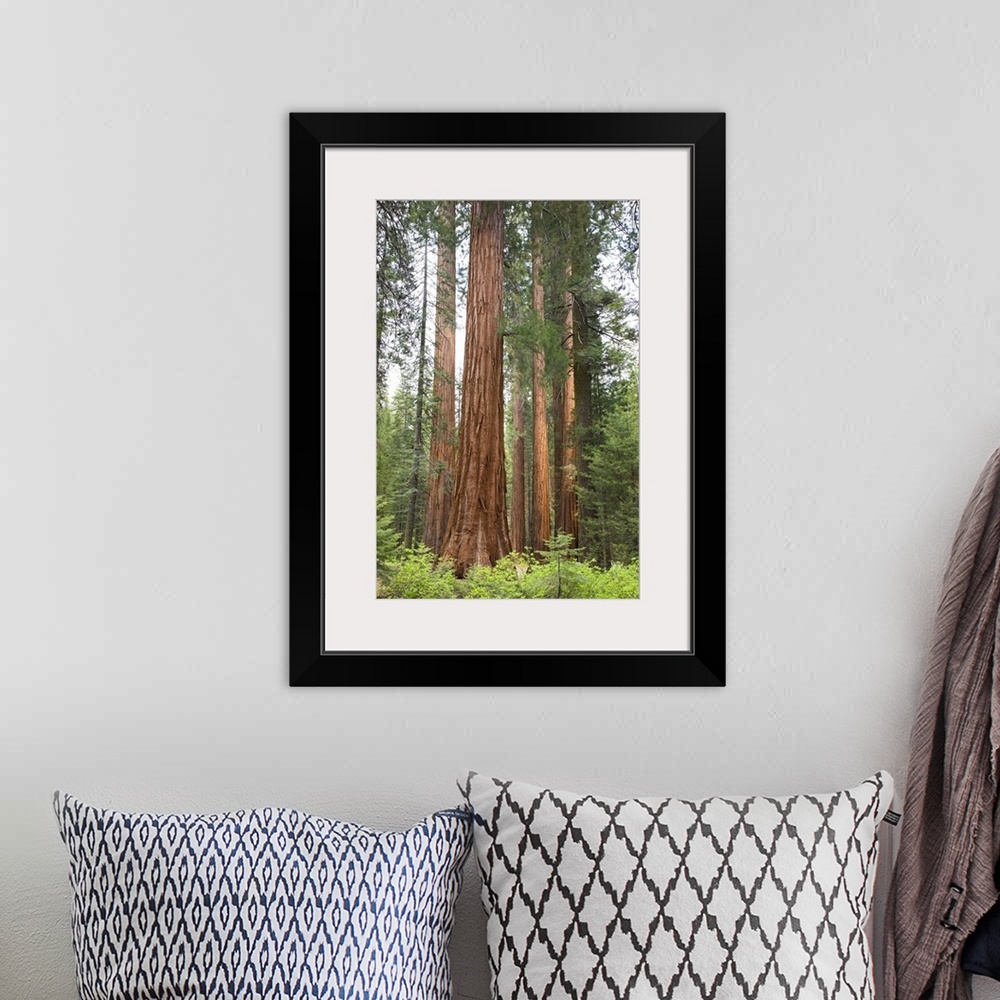 A bohemian room featuring California, Yosemite National Park, Sequoia trees at Mariposa Grove.