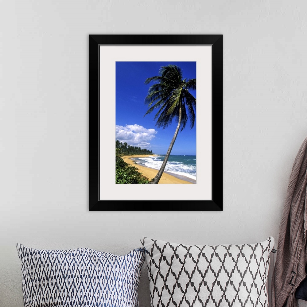 A bohemian room featuring Caribbean, Puerto Rico, San Juan, Isla Verde, Palm tree lined beach
