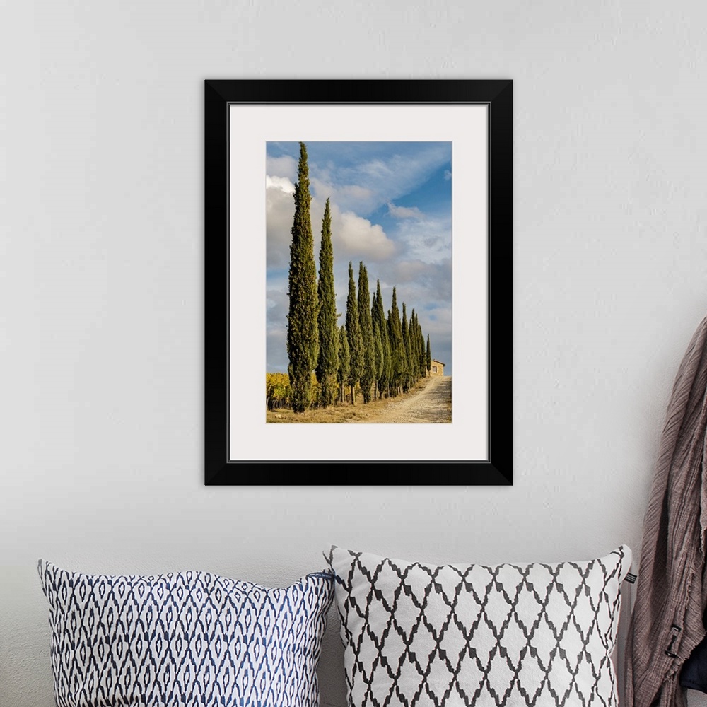 A bohemian room featuring Italy, Tuscany. Row of pine trees.