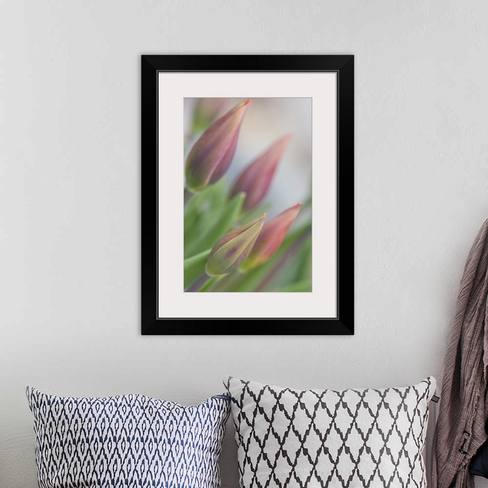 A bohemian room featuring USA, Maine, Harpswell. Tulip buds in a flower garden on a foggy day.