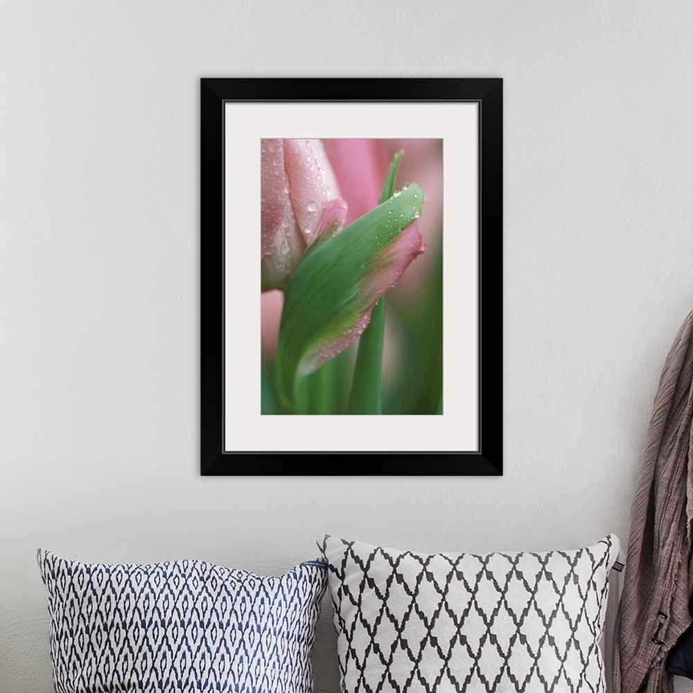 A bohemian room featuring Pink tulip close-up, in garden.