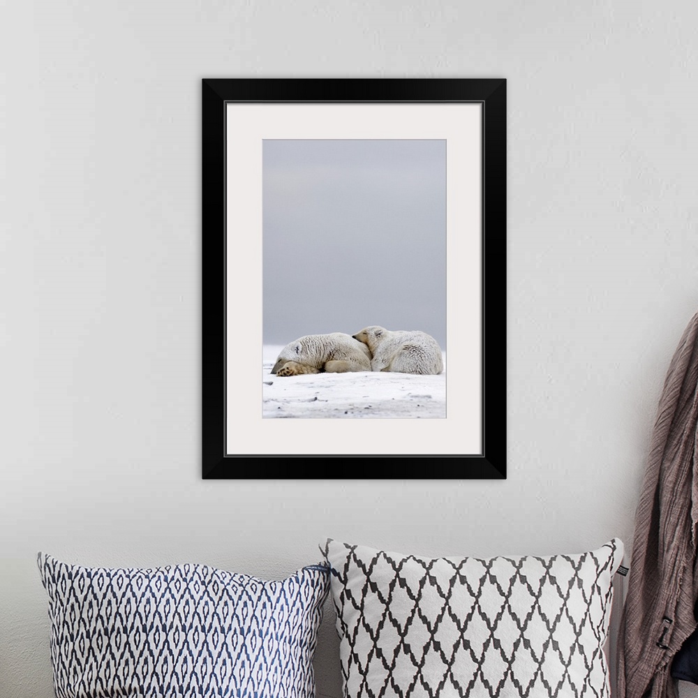 A bohemian room featuring Polar bear (Ursus maritimus), sow with cub sleeping on the pack ice, 1002 coastal plain, Arctic N...