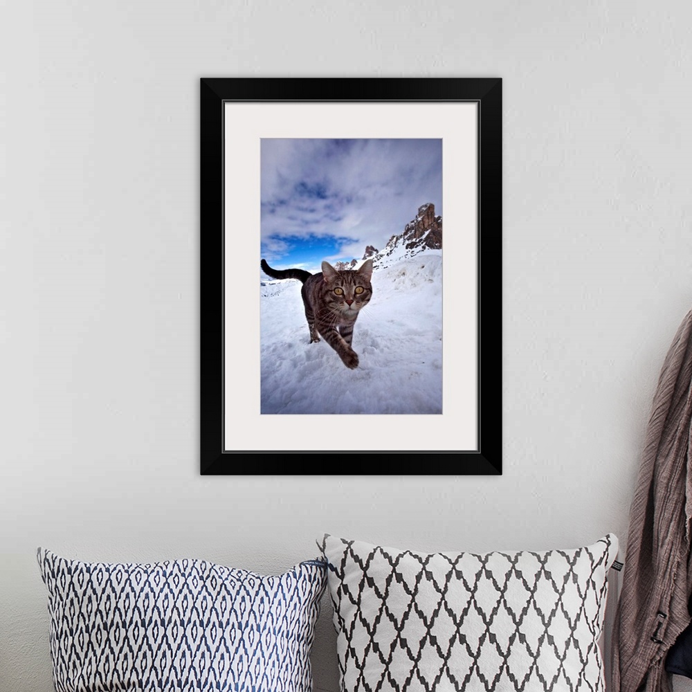 A bohemian room featuring Italy, Veneto, Alps, Dolomites, Belluno district, Cat on the snow at Giau pass