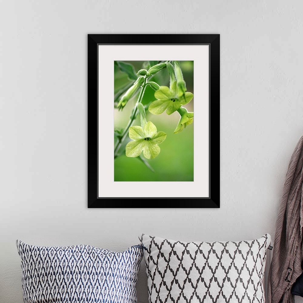 A bohemian room featuring Nicotiana flower