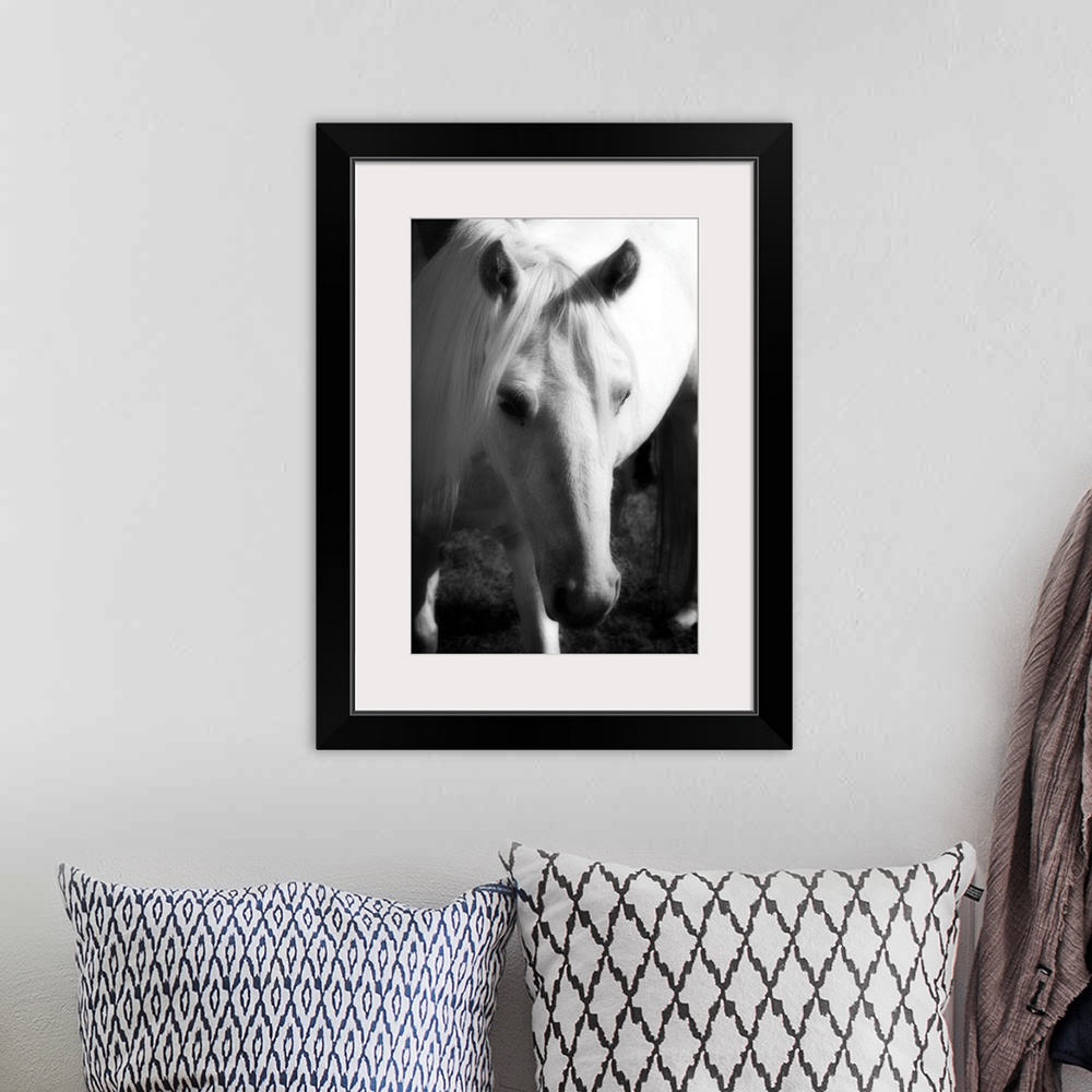 A bohemian room featuring A small horse is photographed closely so it's head is in the forefront of the picture with its bo...