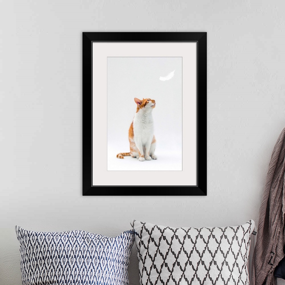 A bohemian room featuring Ginger and white cat looking up towards falling white feather.