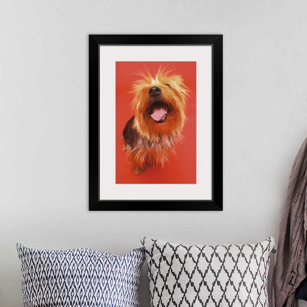 A bohemian room featuring high angle view of a Yorkshire terrier sitting with its mouth open and looking up