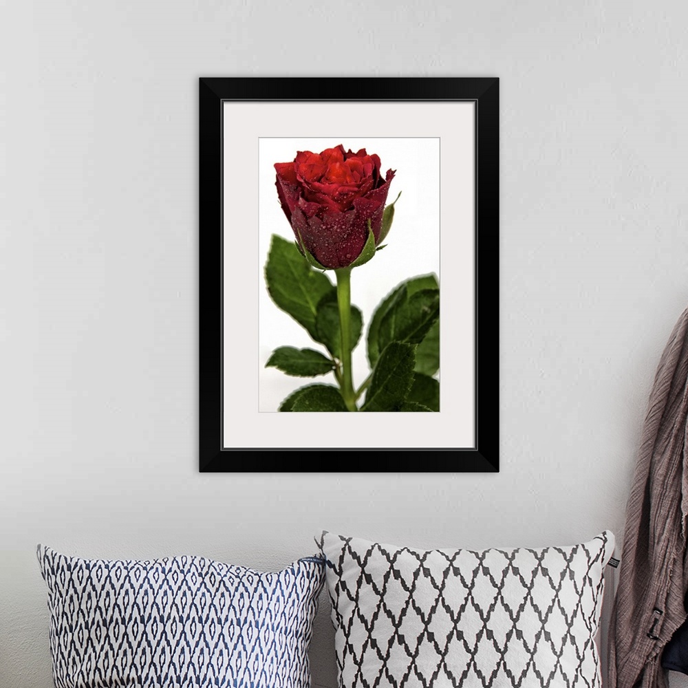 A bohemian room featuring Rose against white background, UK.