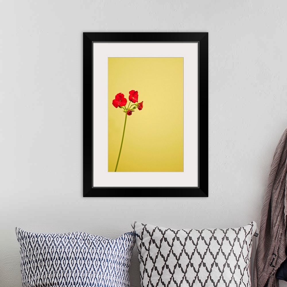 A bohemian room featuring Single geranium flowers on yellow background.