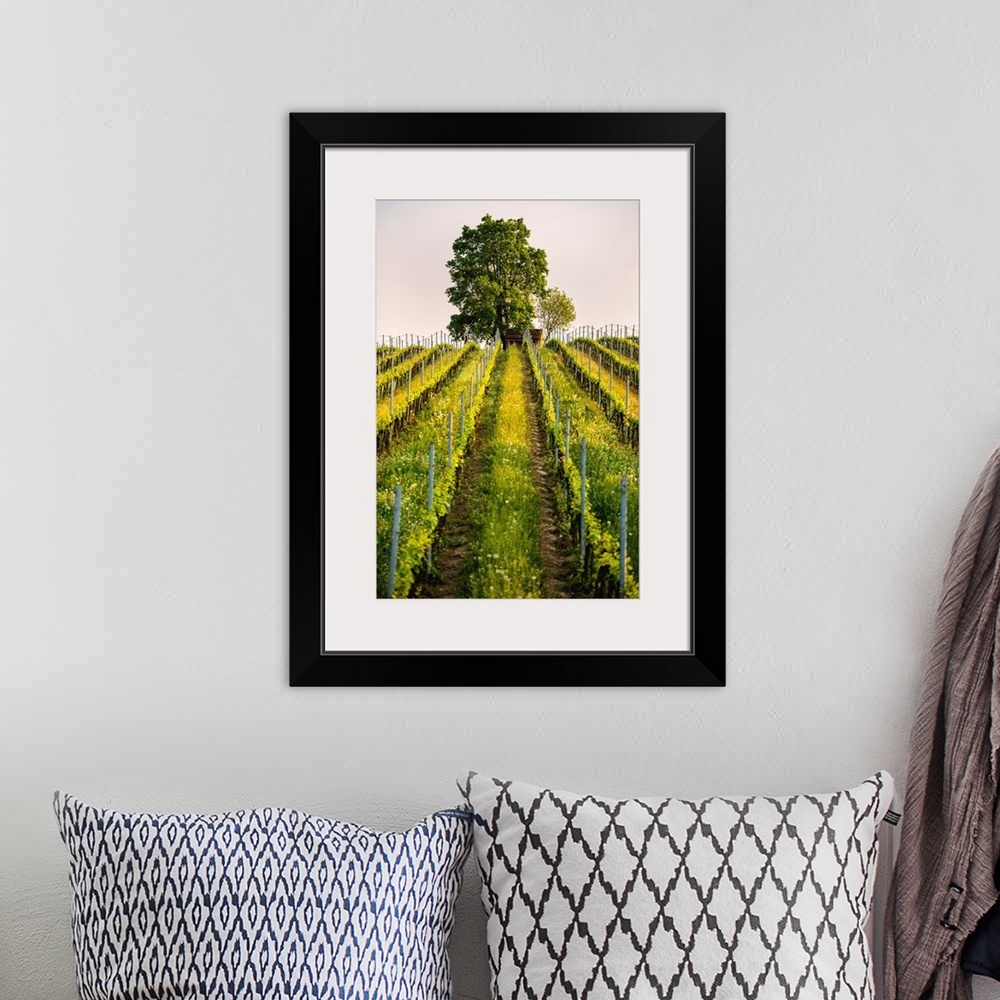 A bohemian room featuring Tree and Vineyards at sunset in Franciacorta, Brescia province, Lombardy district, Italy, Europe.