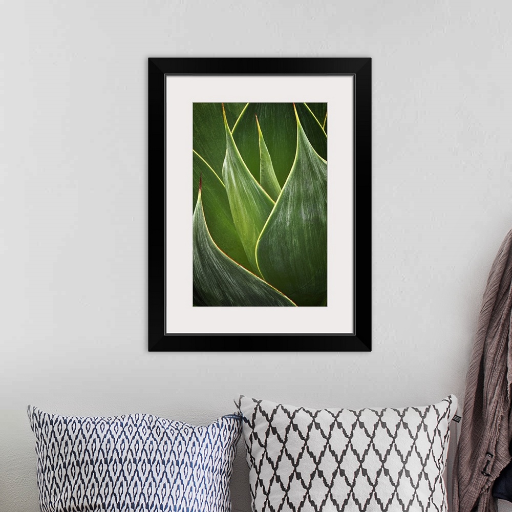 A bohemian room featuring Close up photo of Agave leaves.