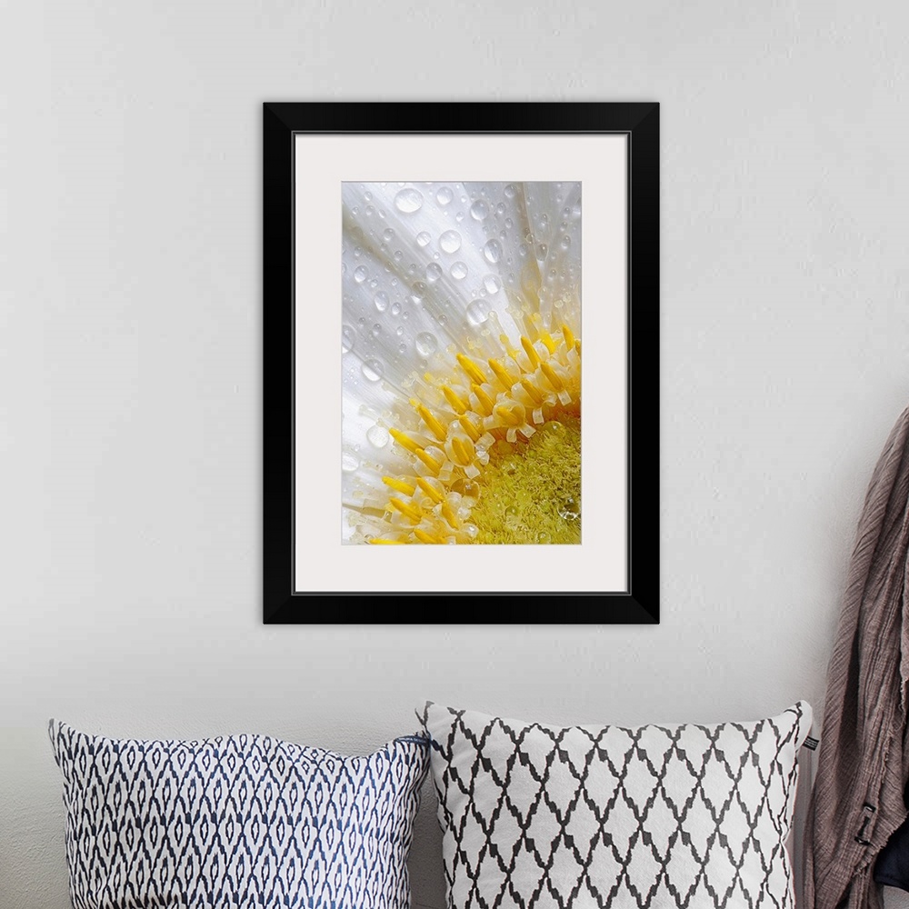 A bohemian room featuring Giant photograph focuses on an intense close-up of a flower covered with rain drops.