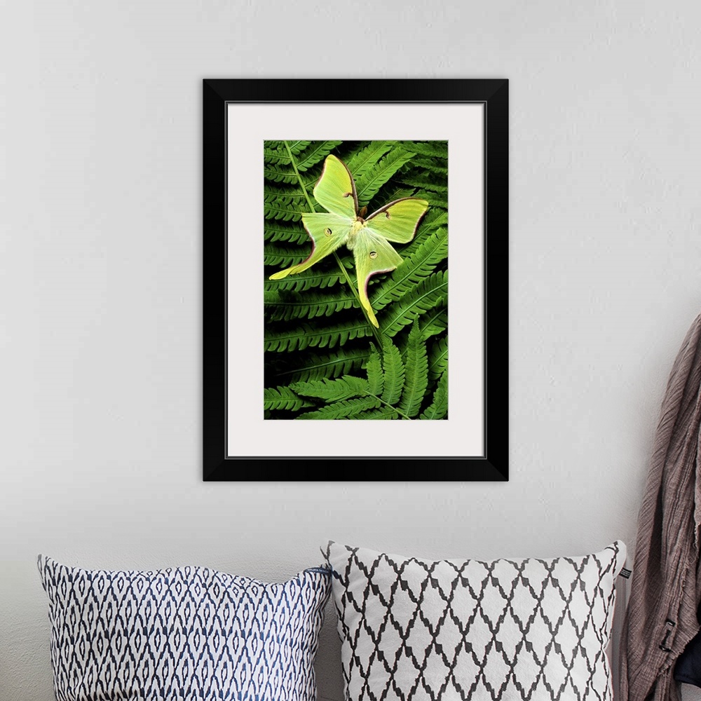 A bohemian room featuring Vertical, close up photograph on a large canvas of a big, bright green moth landed on a fern leaf.