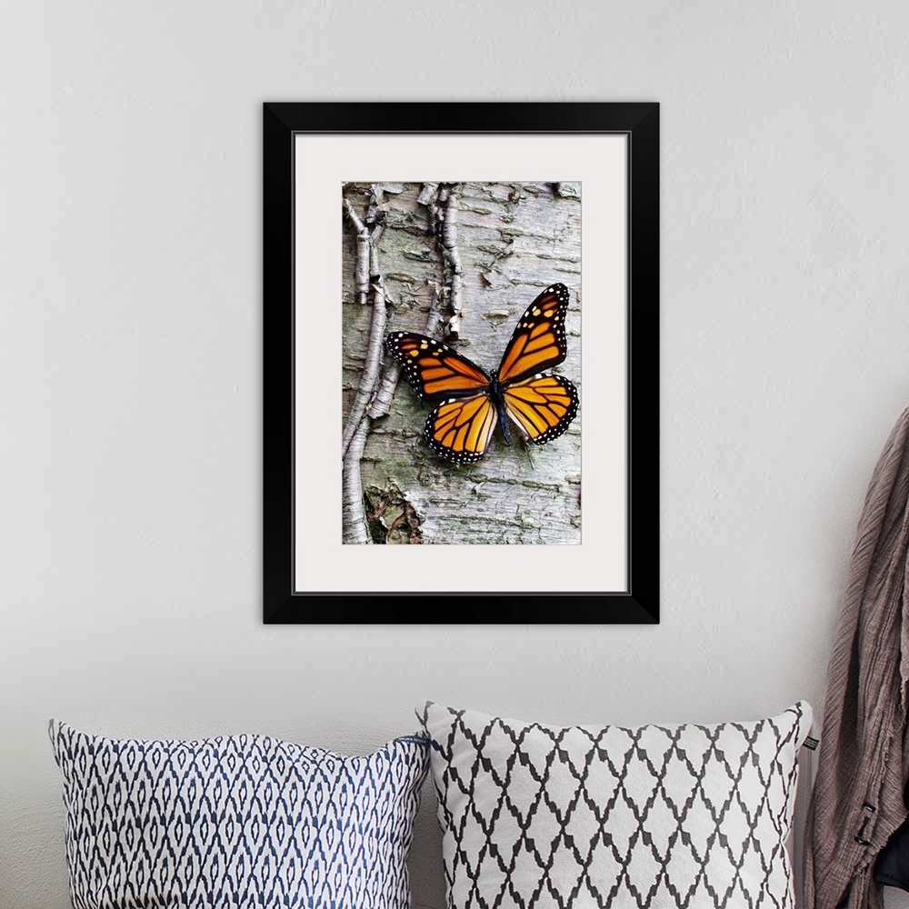 A bohemian room featuring Giant photograph showcases a lone butterfly sitting against the roughly textured bark of a tree.