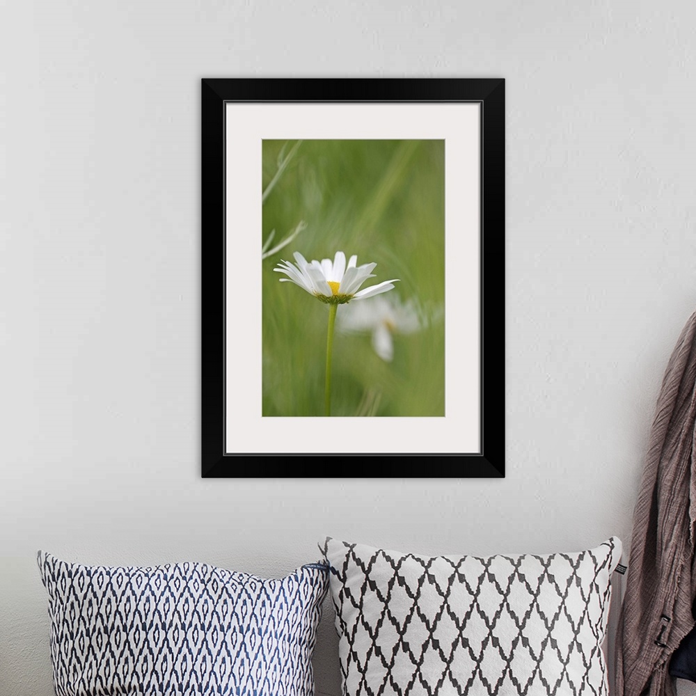 A bohemian room featuring Close up photo of a single white daisy in a blurred green field of grass.
