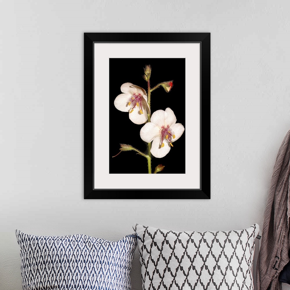 A bohemian room featuring Portrait, close up photograph of two wild flowers in bloom on a single stem with several other bu...
