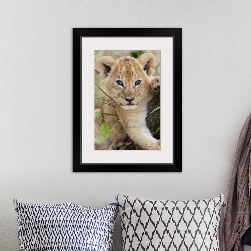A bohemian room featuring African Lion (Panthera leo) six to seven week old cub, vulnerable, Masai Mara National Reserve, K...