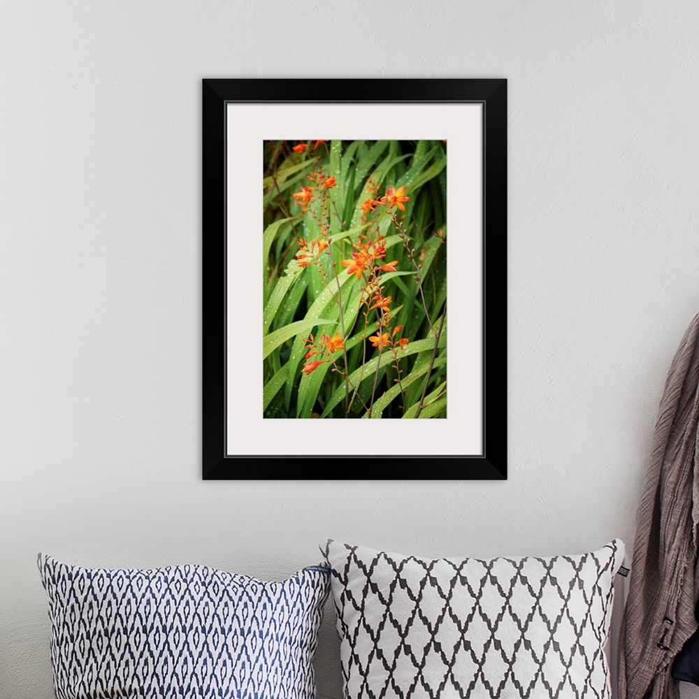 A bohemian room featuring Fine art photo of blades of grass leaning in the wind with small orange flowers.