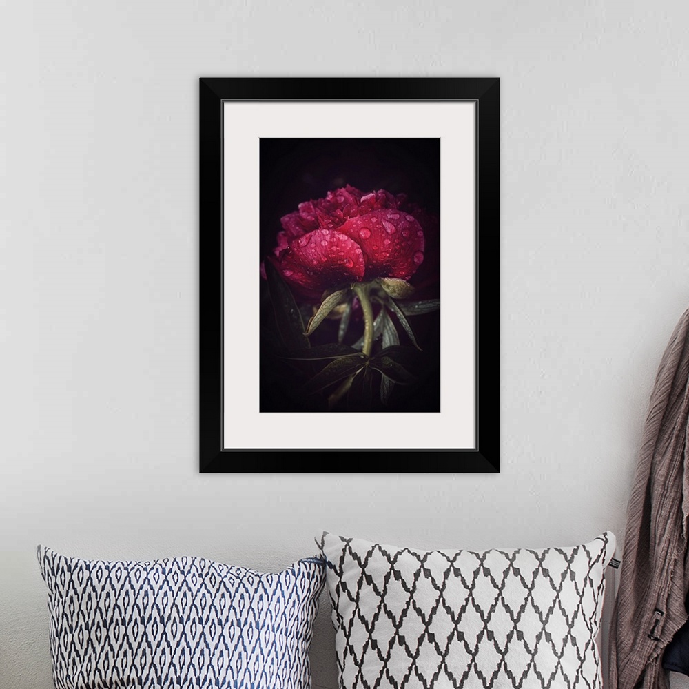 A bohemian room featuring Peony close-up covered with dew