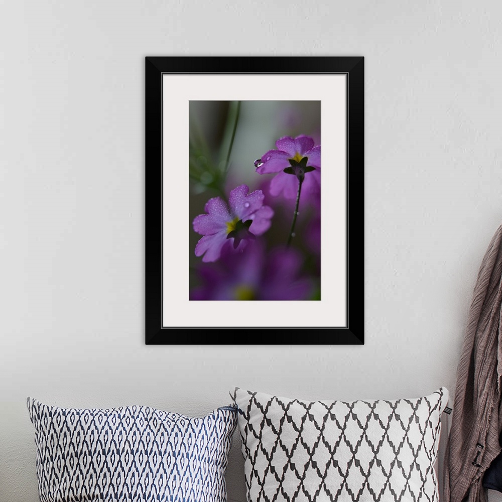 A bohemian room featuring Closeup photograph of the backs of two purple flowers covered in water droplets with a shallow de...