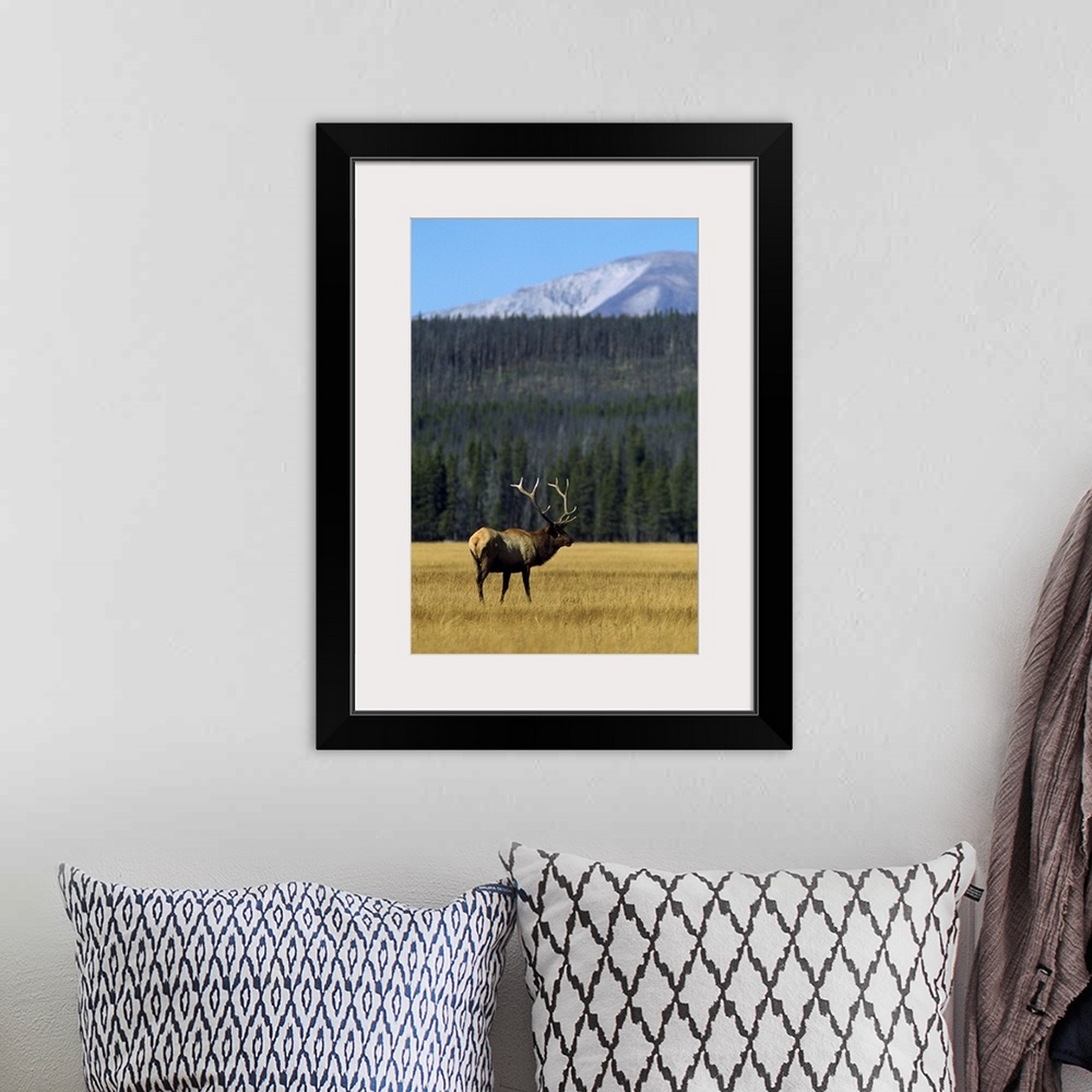 A bohemian room featuring Vertical photograph on a big canvas of an elk with large antlers, standing in a grassy, golden fi...