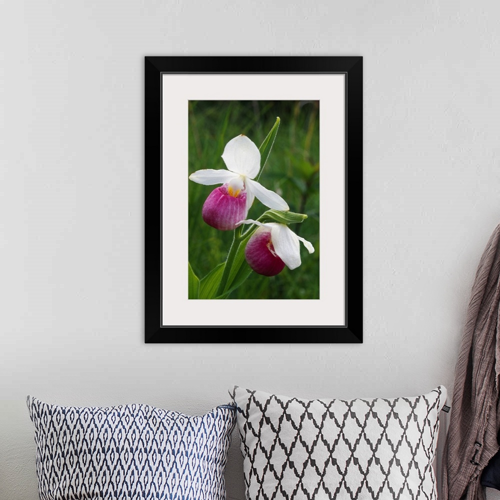 A bohemian room featuring Close up photograph of two Lady Slipper orchids in bloom in Michigan.