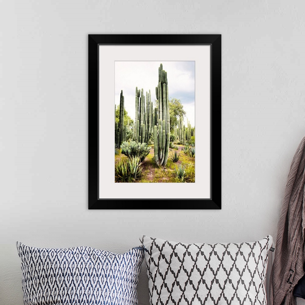 A bohemian room featuring Landscape photograph of a cardon cactus amongst other cacti. From the Viva Mexico Collection.