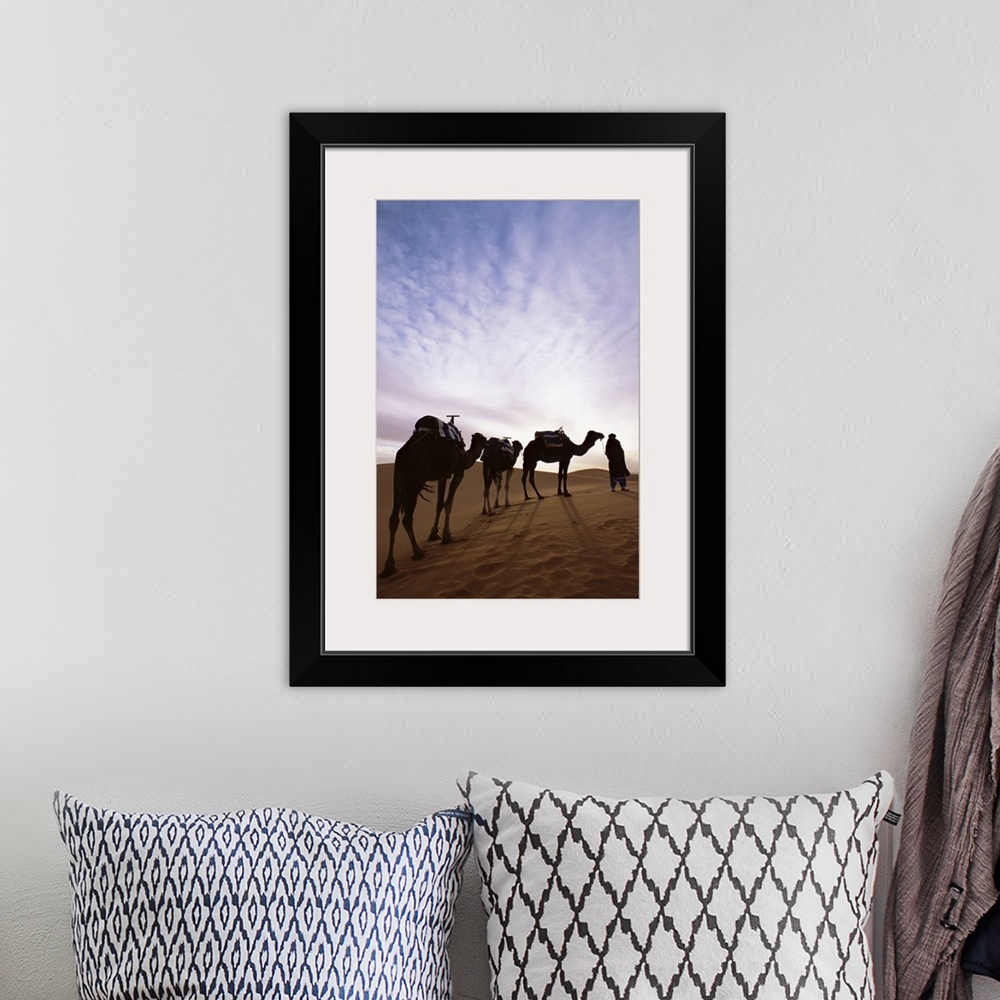 A bohemian room featuring Berber camel leader with three camels in Erg Chebbi sand sea, Sahara Desert, Morocco