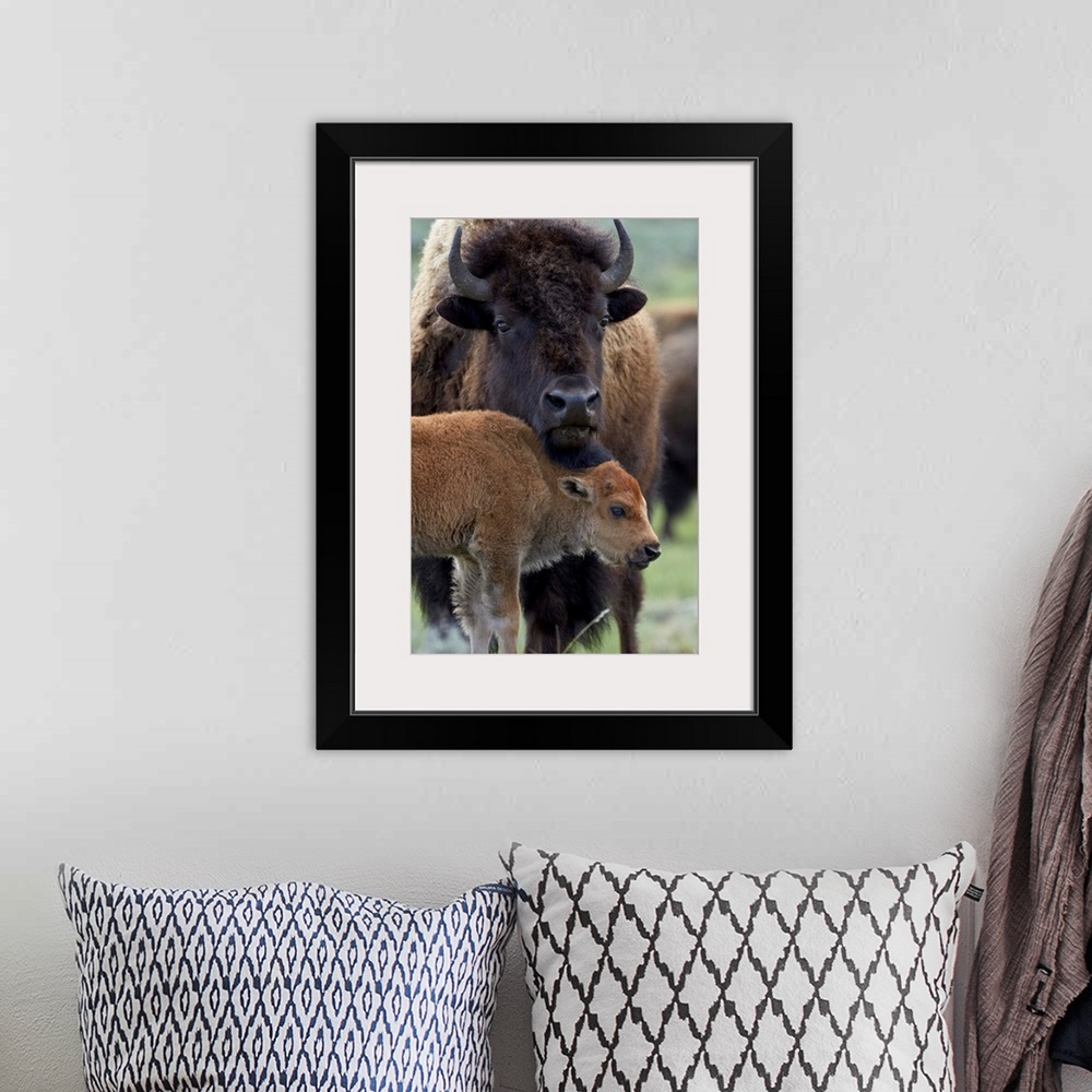 A bohemian room featuring Bison (Bison bison) cow and calf, Yellowstone National Park, Wyoming, United States of America, N...