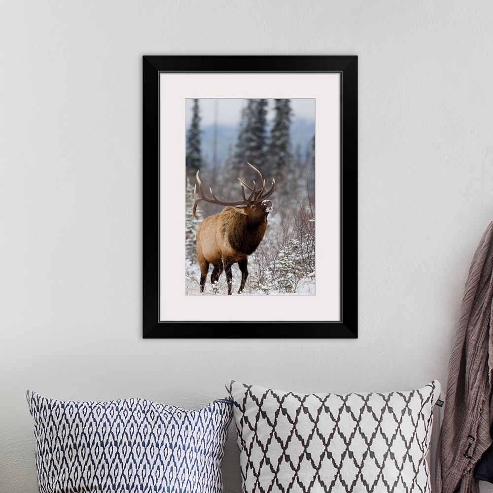 A bohemian room featuring Bull elk bugling in the snow, Jasper National Park, Alberta, Canada