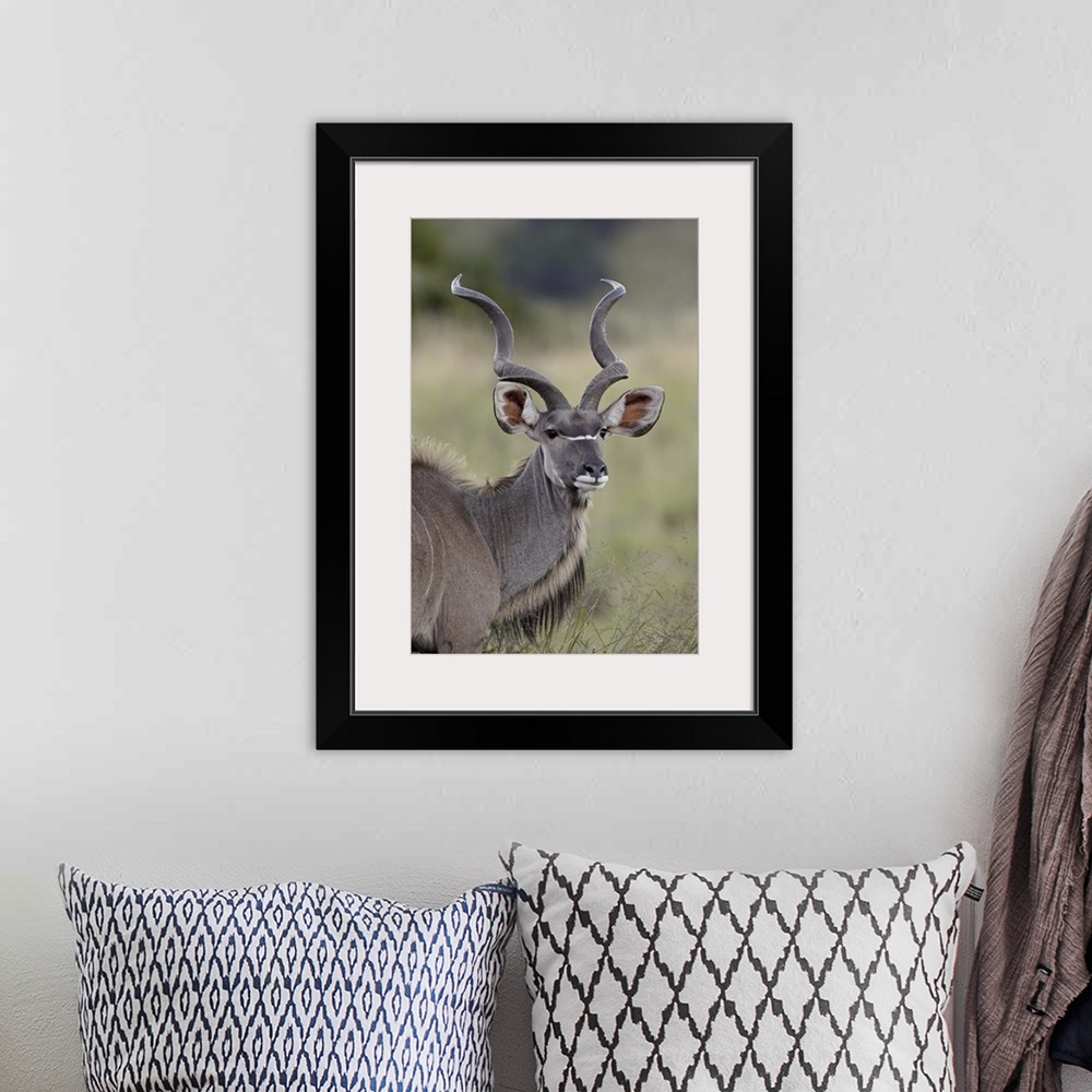 A bohemian room featuring Male greater kudu, Mountain Zebra National Park, South Africa