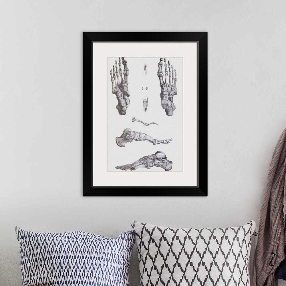 A bohemian room featuring Foot bones. Historical anatomical artwork of the bones of the human foot. At upper right is the u...