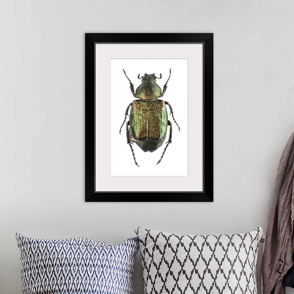 A bohemian room featuring Noble chafer. The noble chafer (Gnorimus nobilis) is a green scarab beetle. It spends most of its...