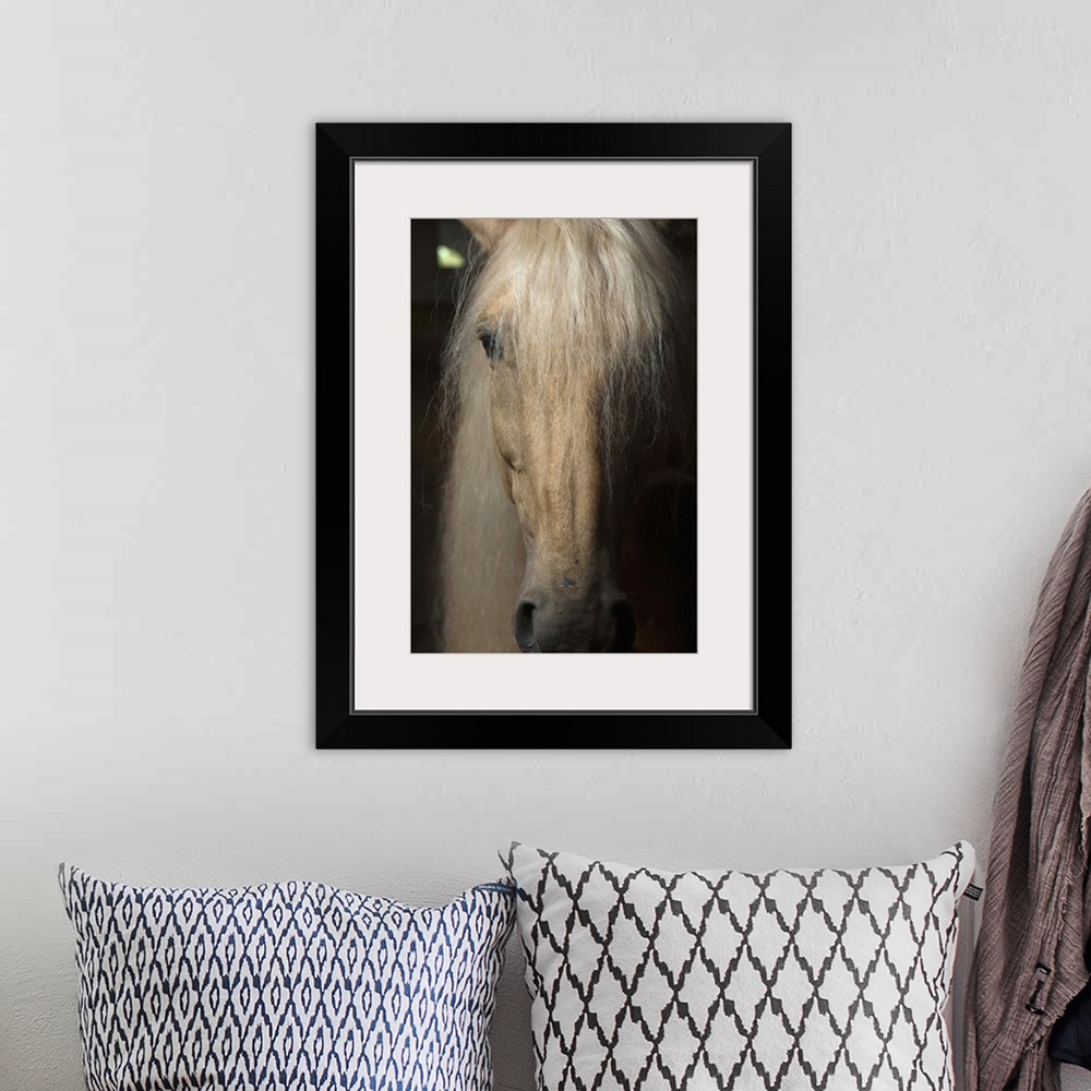 A bohemian room featuring Close up portrait of a light colored long haired horse in France.
