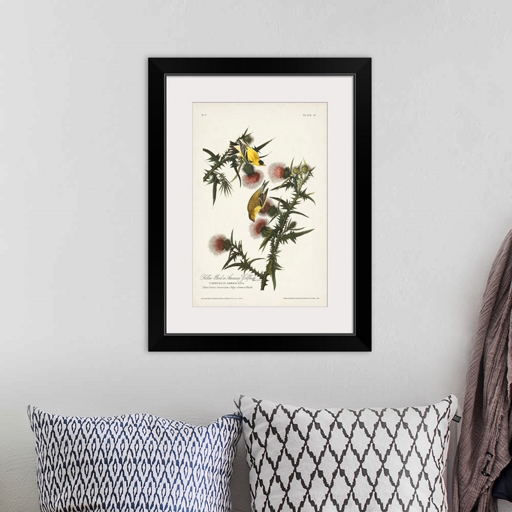 A bohemian room featuring American Gold Finch