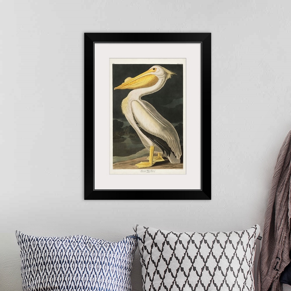 A bohemian room featuring American White Pelican