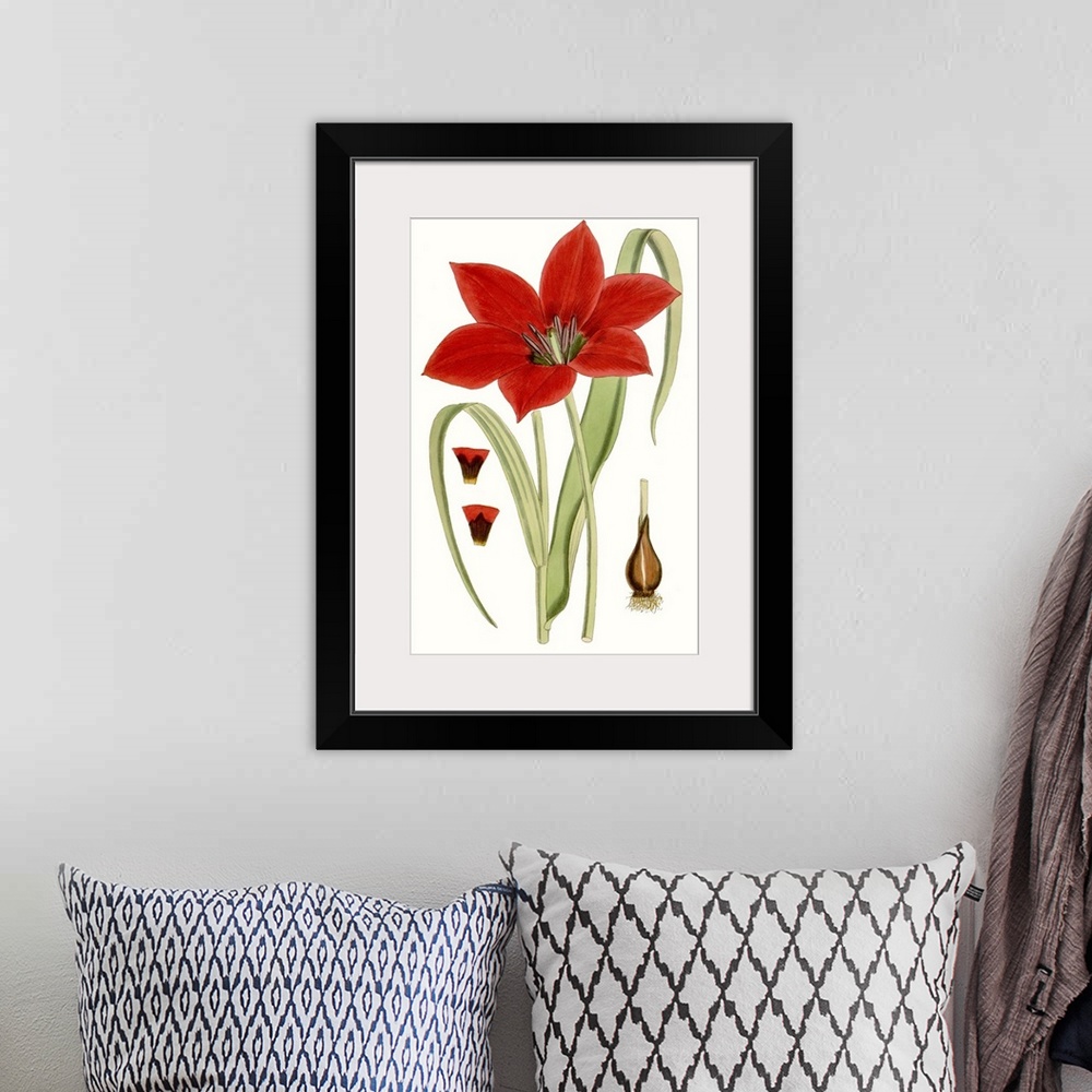 A bohemian room featuring Curtis Tulips IV