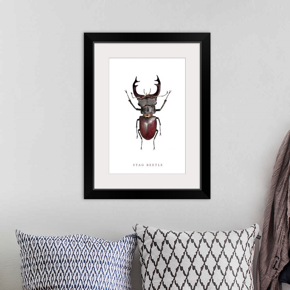 A bohemian room featuring Stag Beetle