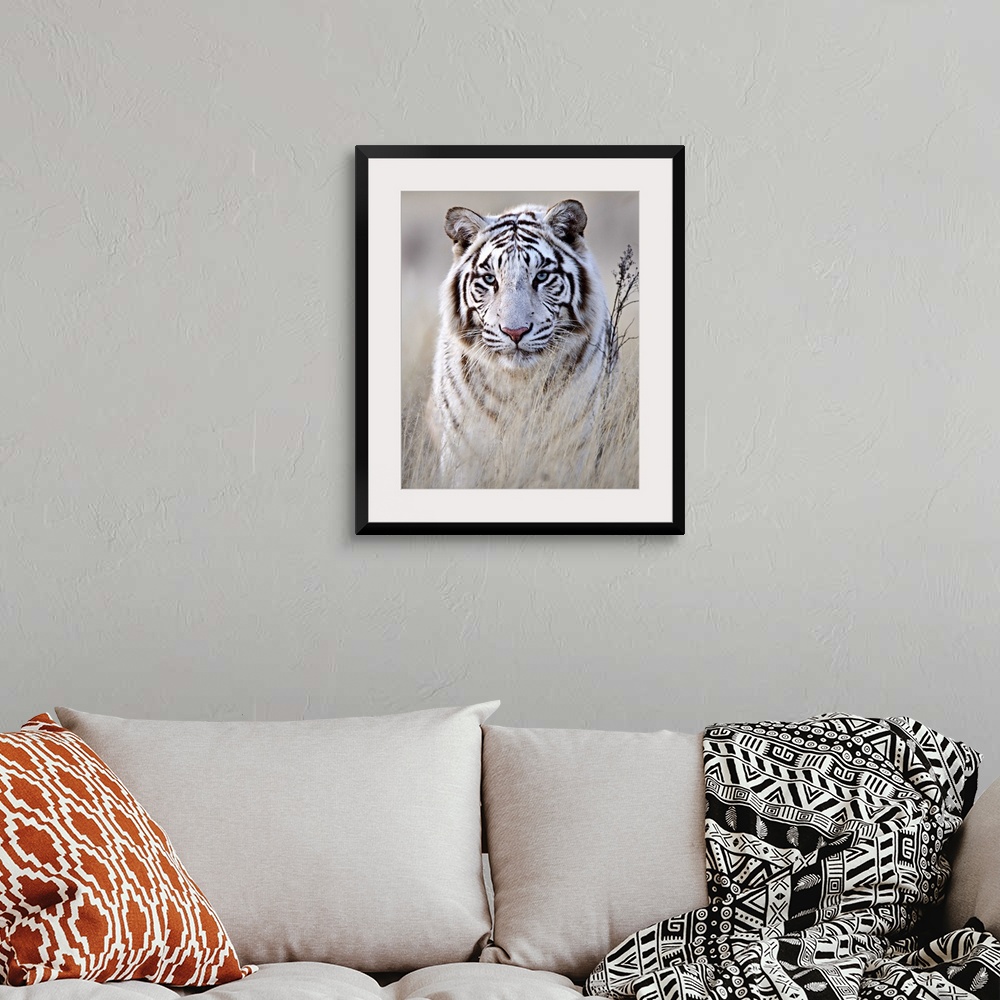 A bohemian room featuring A portrait of a majestic looking white tiger partially concealed behind tall grass.