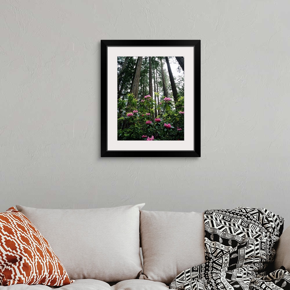 A bohemian room featuring California, Rhododendrons And Coast Redwoods In Fog