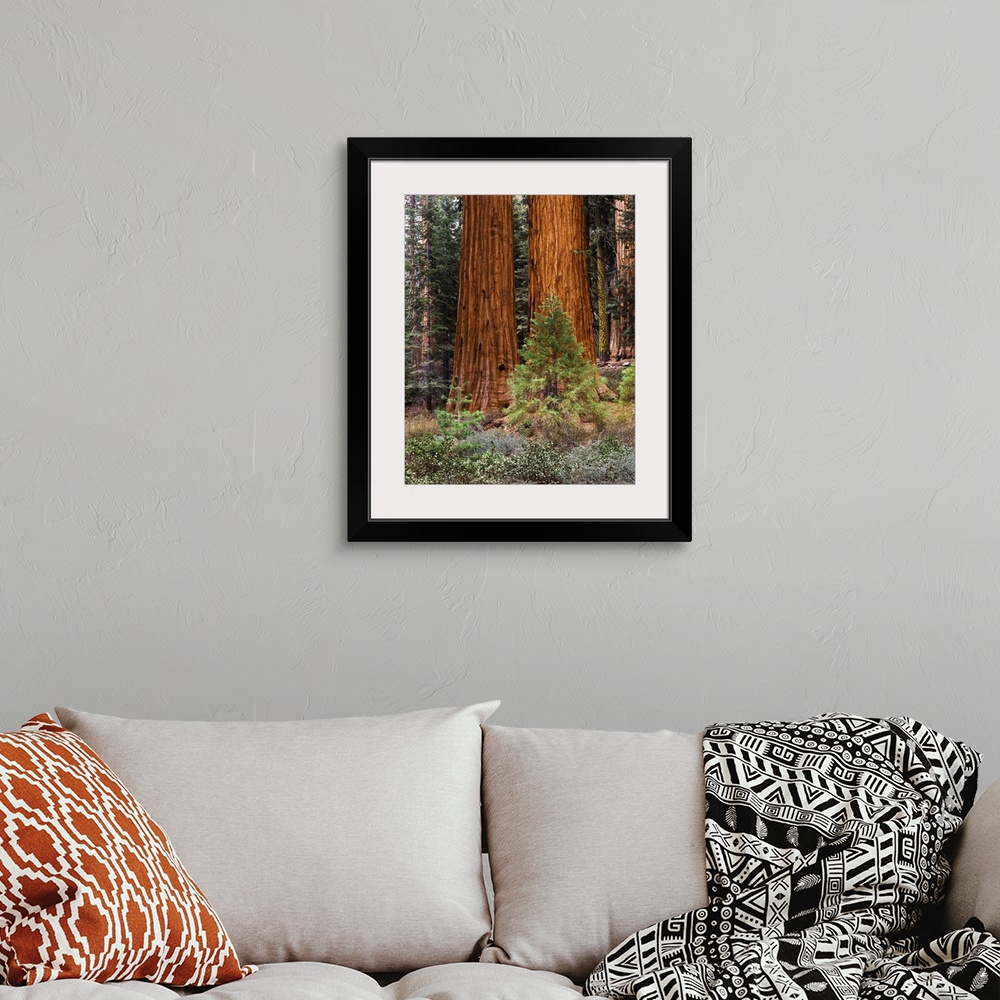 A bohemian room featuring USA, California, Yosemite National Park, View of Giant Sequoias (Sequoiadendron giganteum) and Ma...