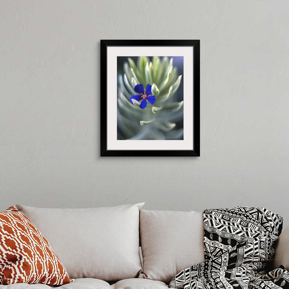 A bohemian room featuring USA, Oregon, Portland, Close-up of blue pimpernel bloom caught on euphorbia plant.