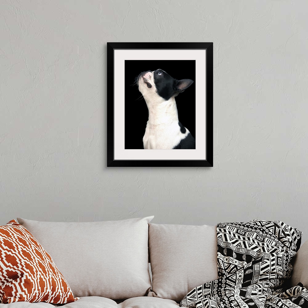 A bohemian room featuring Black and white boston terrier looking up.