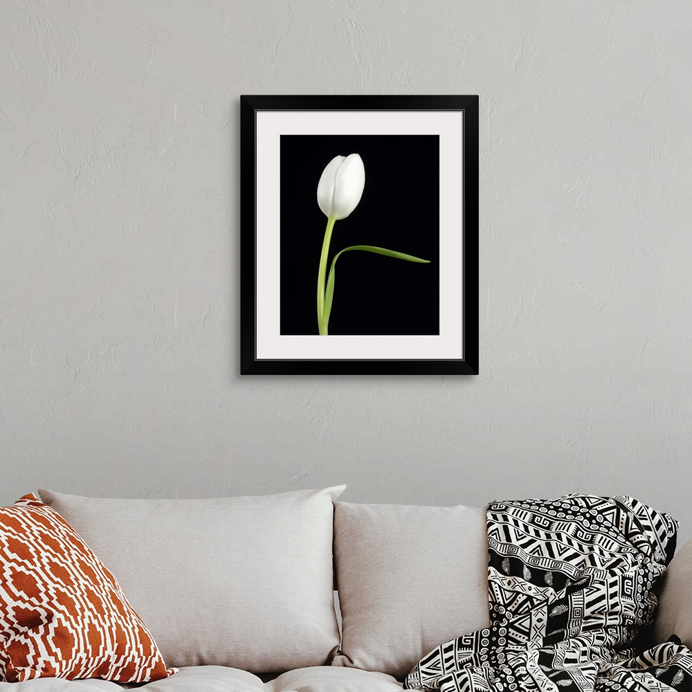 A bohemian room featuring Big canvas print of a single flower contrasted against a dark background.