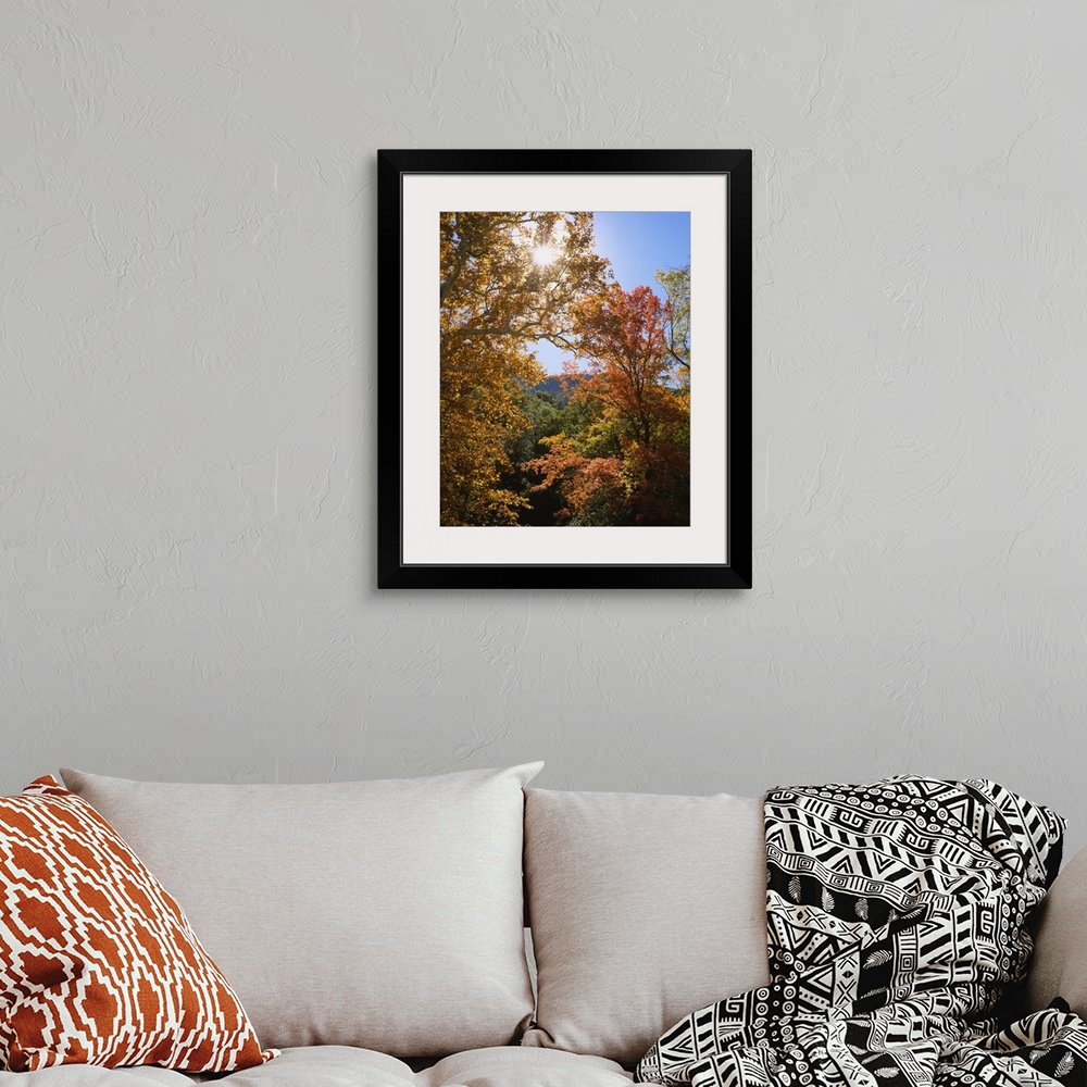 A bohemian room featuring Vertical, big photograph of the tops of large sycamore and maple trees with fall foliage, in Gard...