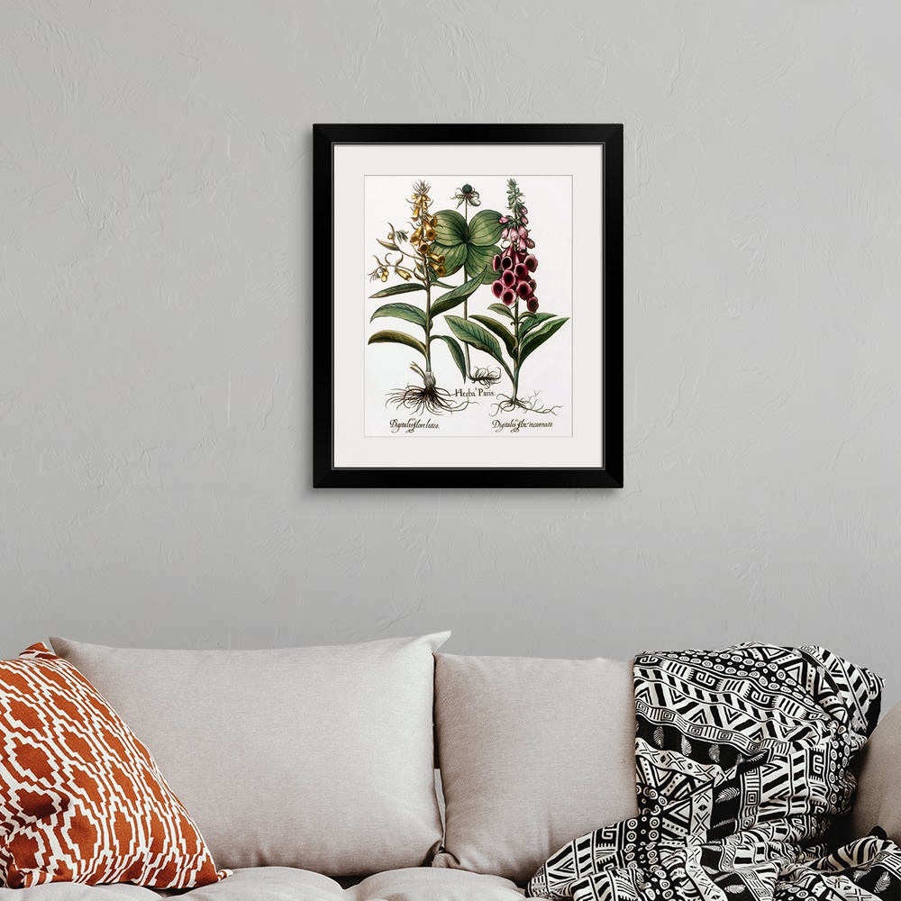A bohemian room featuring Medicinal plants. Historical artwork of foxglove plants (Digitalis sp., left and right) and herb ...