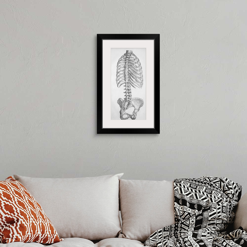 A bohemian room featuring Torso bones. Historical anatomical artwork of the bones of the human torso, seen from the rear. T...